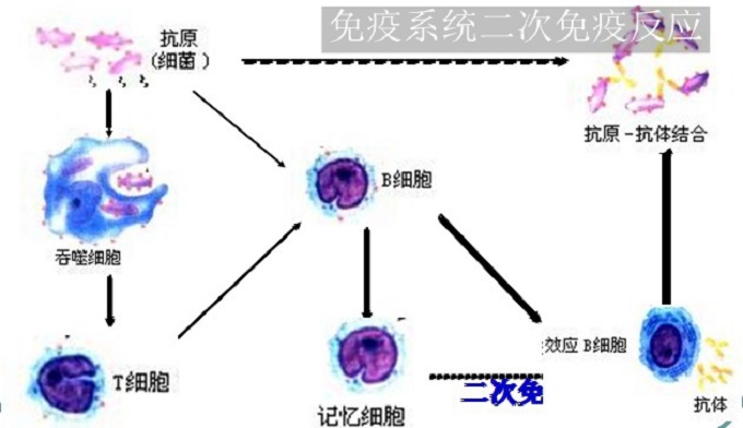 鞍山夏普电视售后服务